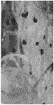 dirty_fiber.gif (3144 bytes)