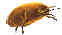 dust mites